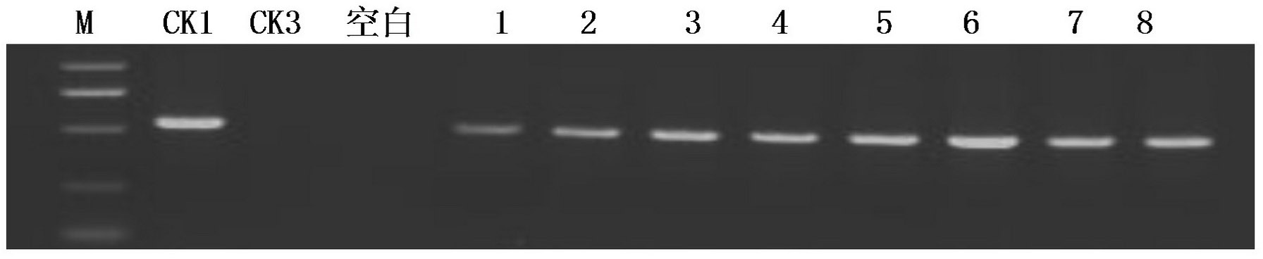 Construction method of high-lysine protein gene SB401 expression vector and application thereof