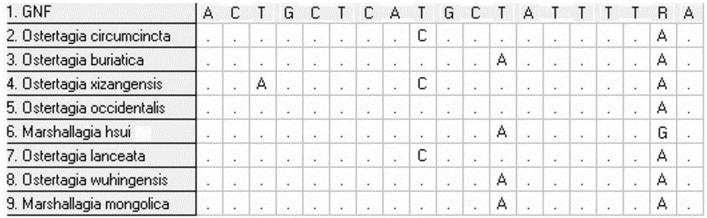 Ostertagia circumcincta/marshallagia circumcincta COI gene amplification primer and application thereof