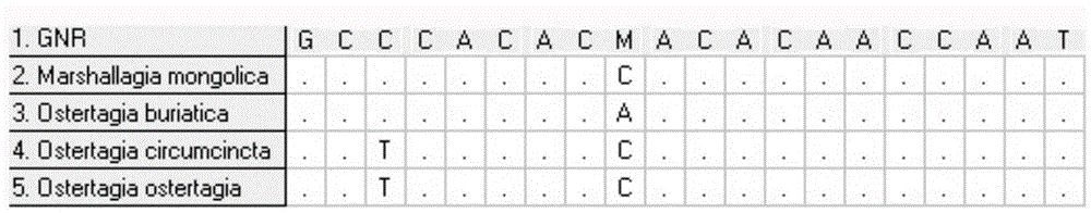 Ostertagia circumcincta/marshallagia circumcincta COI gene amplification primer and application thereof