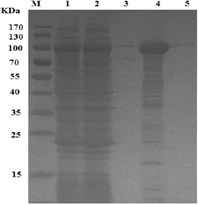 Chitinase gene chiC and encoded protein and application thereof