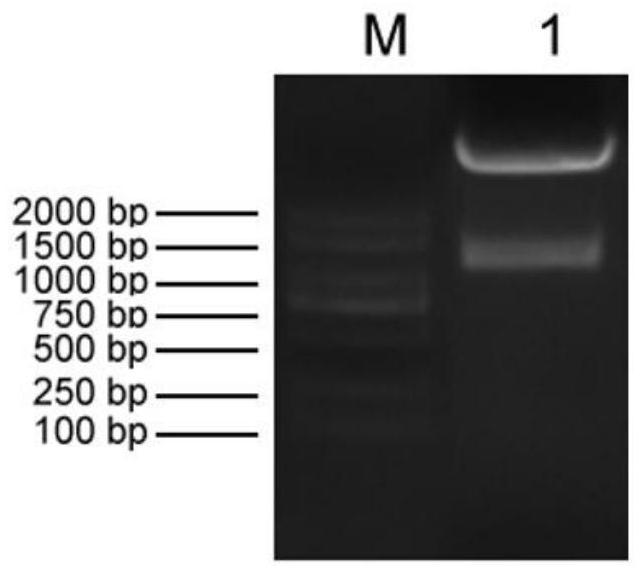 Recombinant Lactococcus lactis expressing and secreting single-chain antibody against porcine transmissible gastroenteritis virus and its preparation method