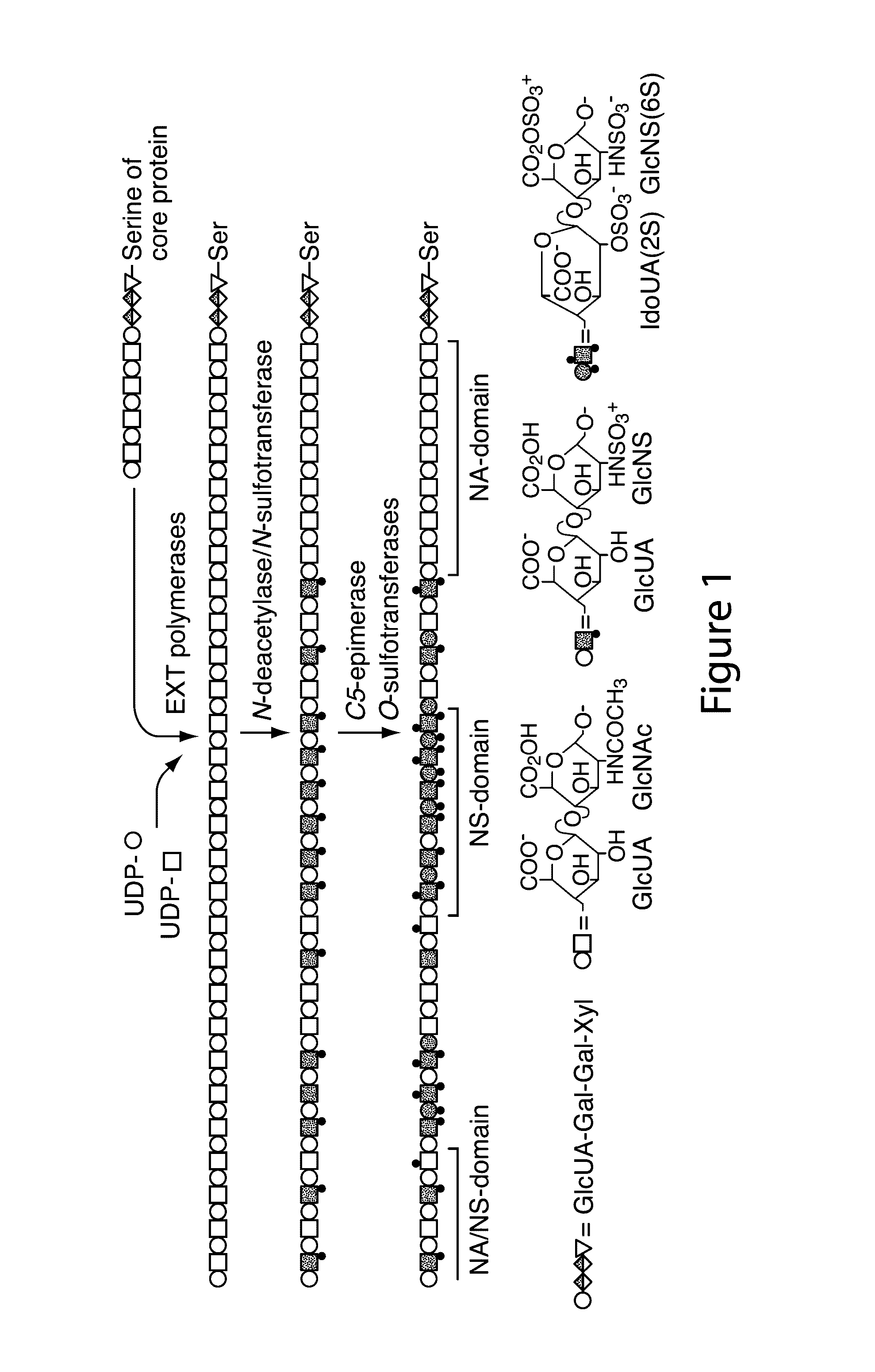 Transgenic production of heparin