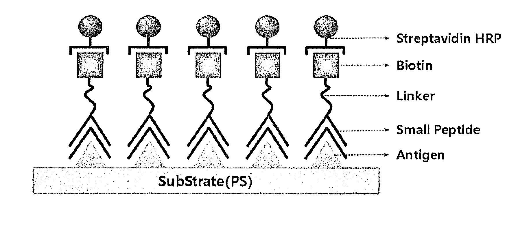 Peptide compounds for detecting or inhibiting sars coronavirus and application thereof