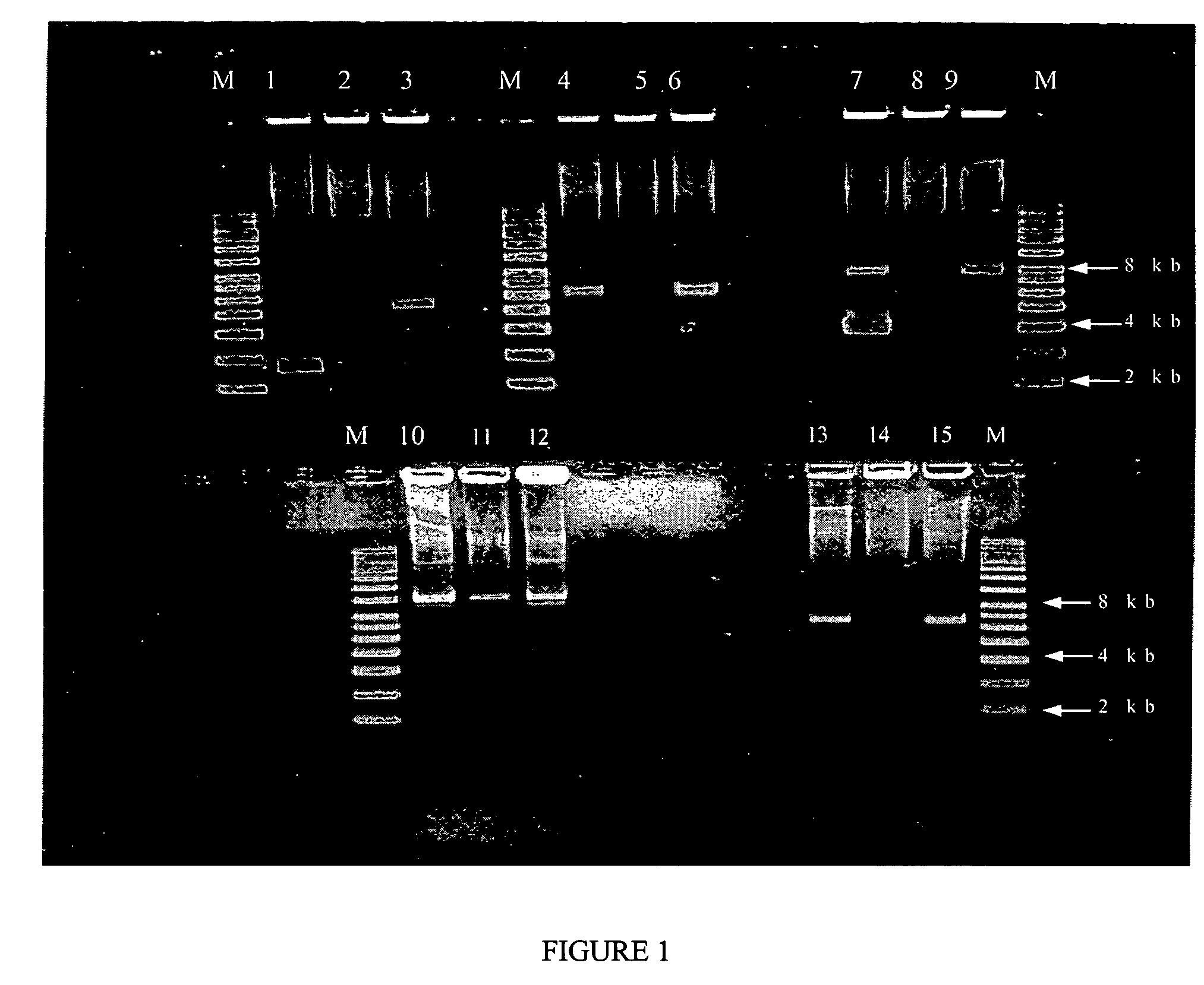 Compositions and methods for controlling copy number for a broad range of plasmids and uses thereof