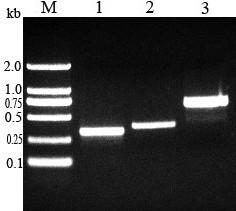 Method for producing human epidermal growth factor and lucid ganoderma immunomodulatory protein and application