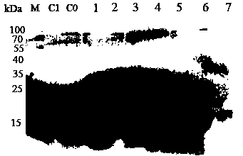 Method for producing human epidermal growth factor and lucid ganoderma immunomodulatory protein and application