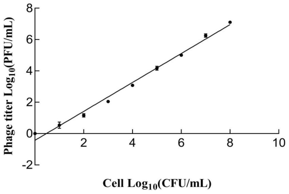 Biological amplification-real-time fluorescent quantitative PCR combined kit and method for rapidly detecting staphylococcus aureus bacteriophage