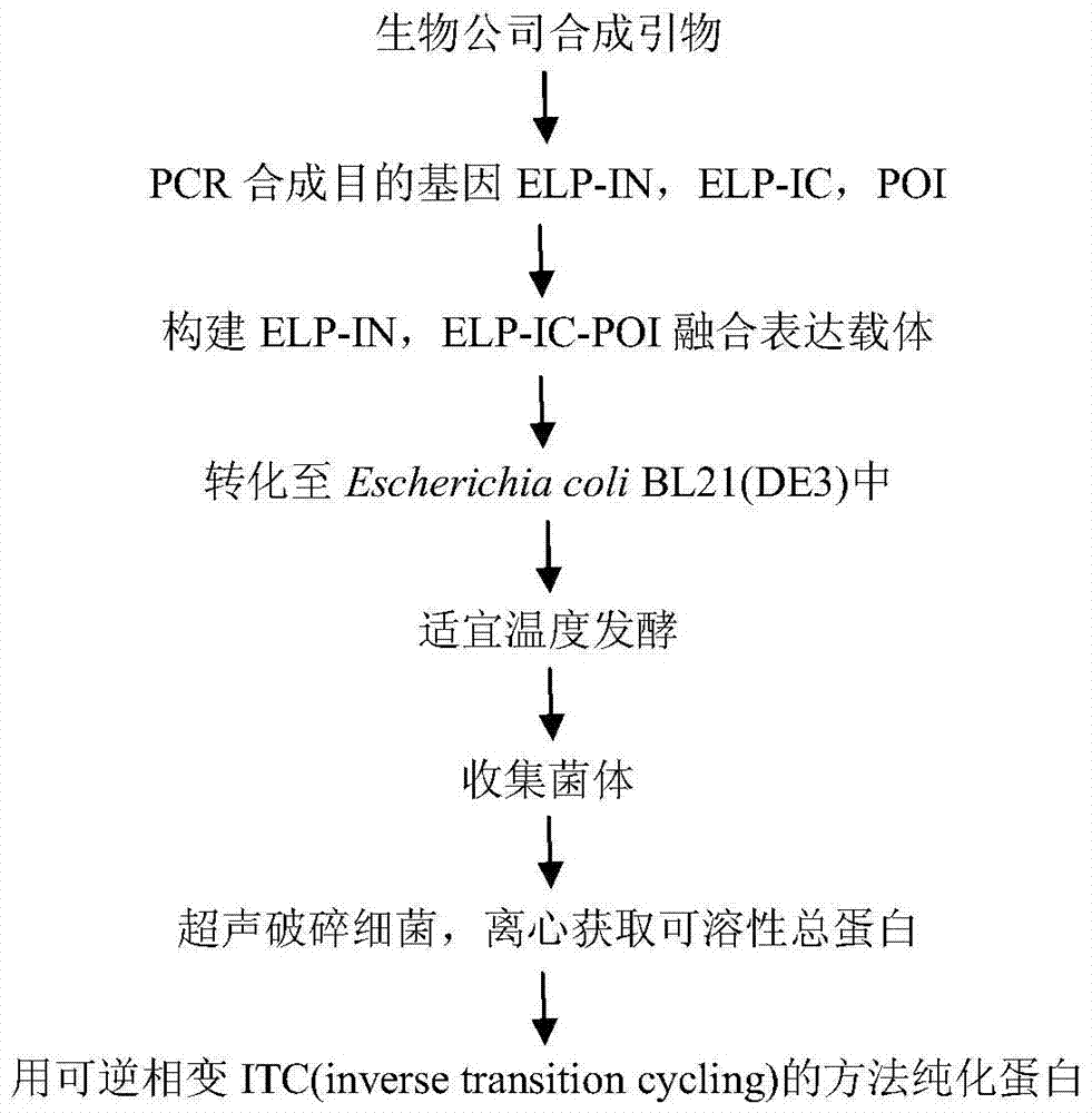 Elastin-like polypeptide elp for prokaryotic expression of fusion protein prx by non-enzymatic non-chromatographic purification method