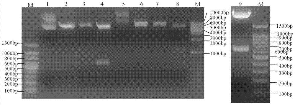 Elastin-like polypeptide elp for prokaryotic expression of fusion protein prx by non-enzymatic non-chromatographic purification method