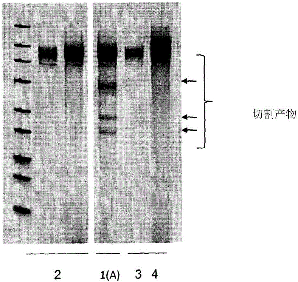 Method for targeted modification of algae genomes