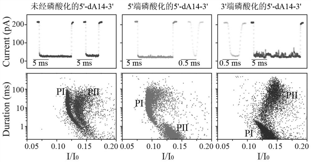 Application of aerolysin nanopore channel in biological phosphorylation and related enzyme analysis