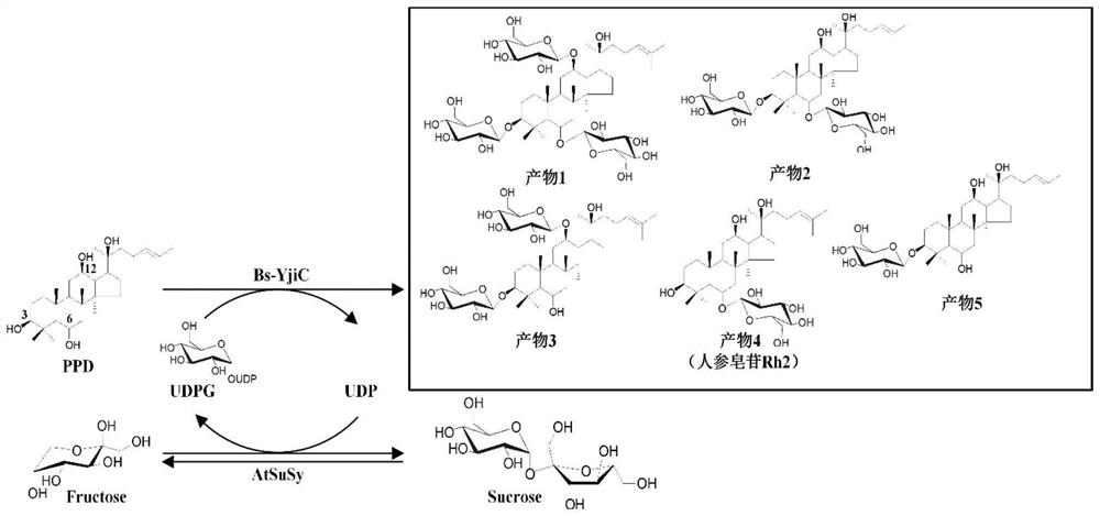 A group of synthetic methods of natural and unnatural protopanaxatriol-type ginsenosides