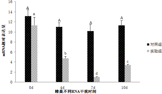 Macrobrachium nipponense FoxL2 (Forkhead box protein L2) protein as well as coding gene and application thereof