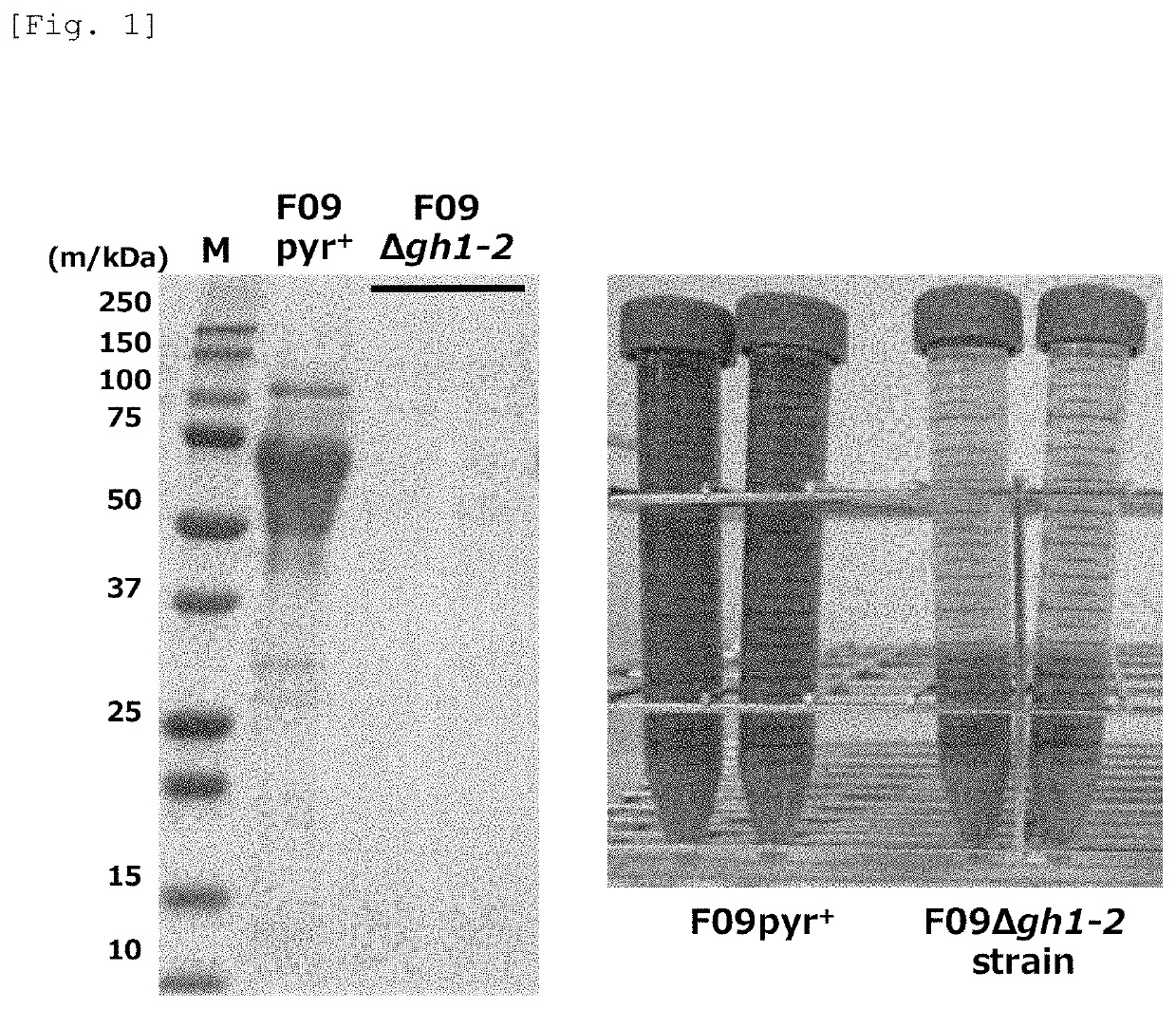 Protein Production Method and Disaccharide Production Method