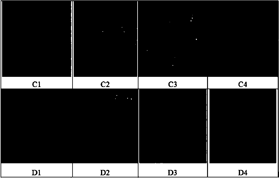 A kind of concentrated feed for increasing snowflake beef content in beef cattle and its preparation and application method