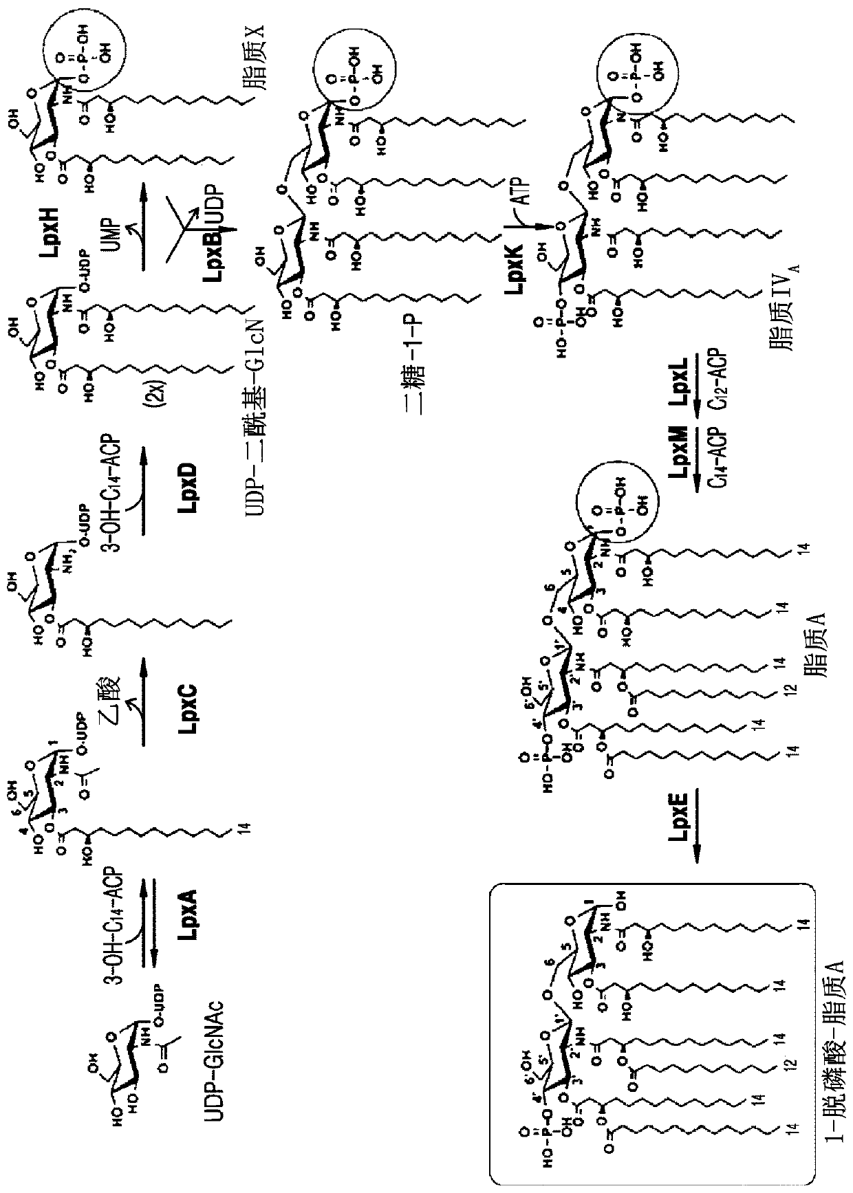 Bacterium constitutively producing monophosphoryl lipid a and method of producing monophosphoryl lipid a by using bacterium