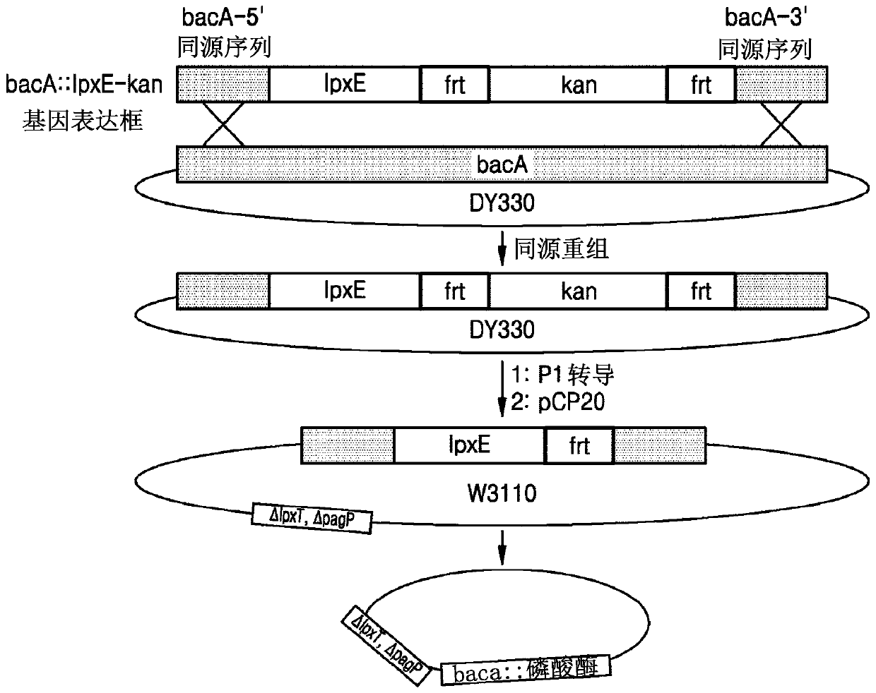 Bacterium constitutively producing monophosphoryl lipid a and method of producing monophosphoryl lipid a by using bacterium