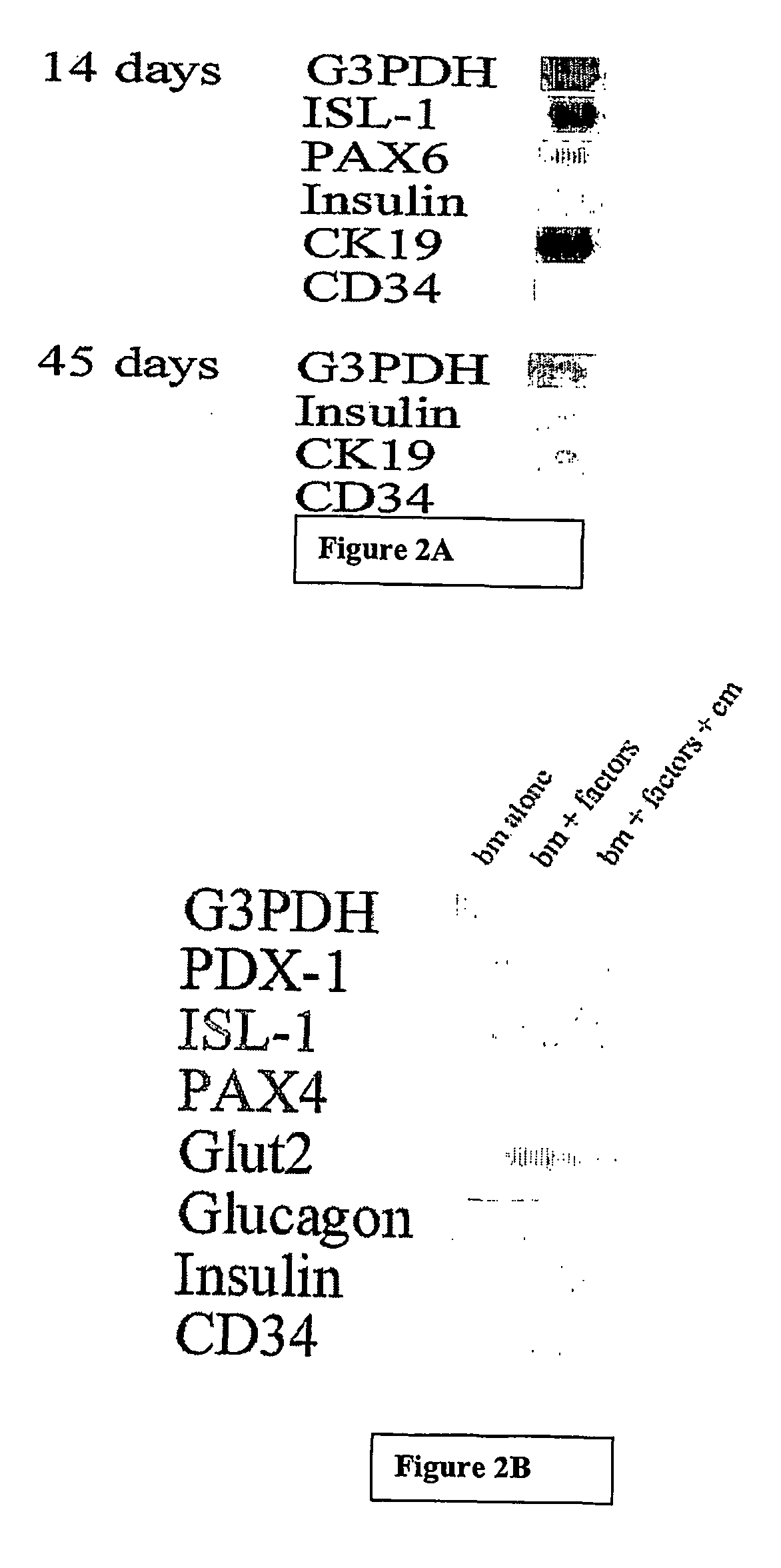 Method for transdifferentiation of non-pancreatic stem cells to the pancreatic pathway