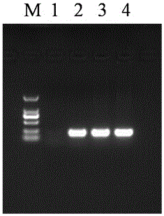 Kit and extraction method for extracting bacterial genome dna by magnetic bead method
