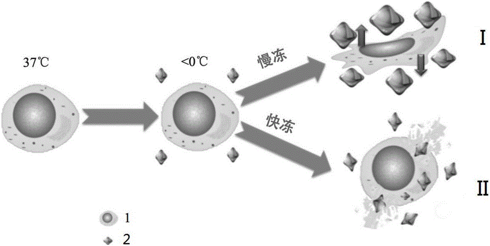 Cell cryopreservation protection composition, use thereof and cell cryopreservation method