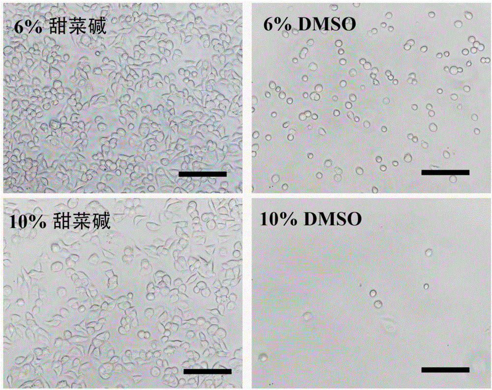 Cell cryopreservation protection composition, use thereof and cell cryopreservation method