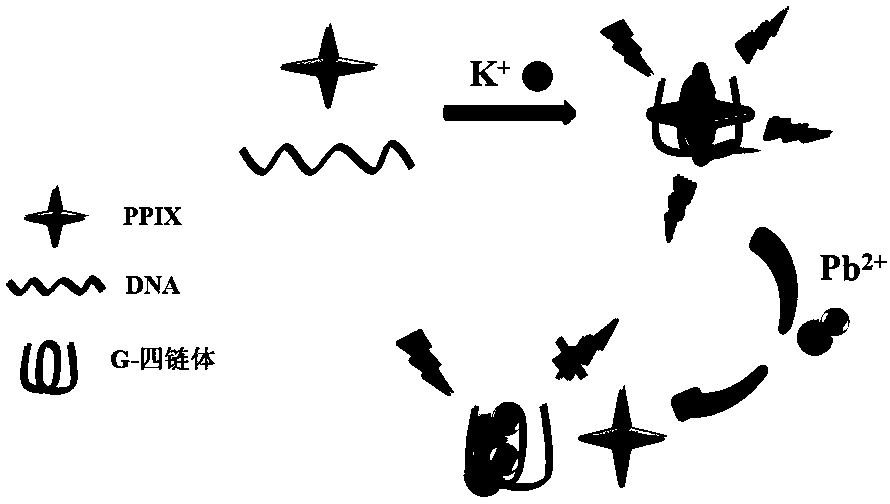 Method for testing Pb2+ concentration by using DNA sensor based on G-quadruplex