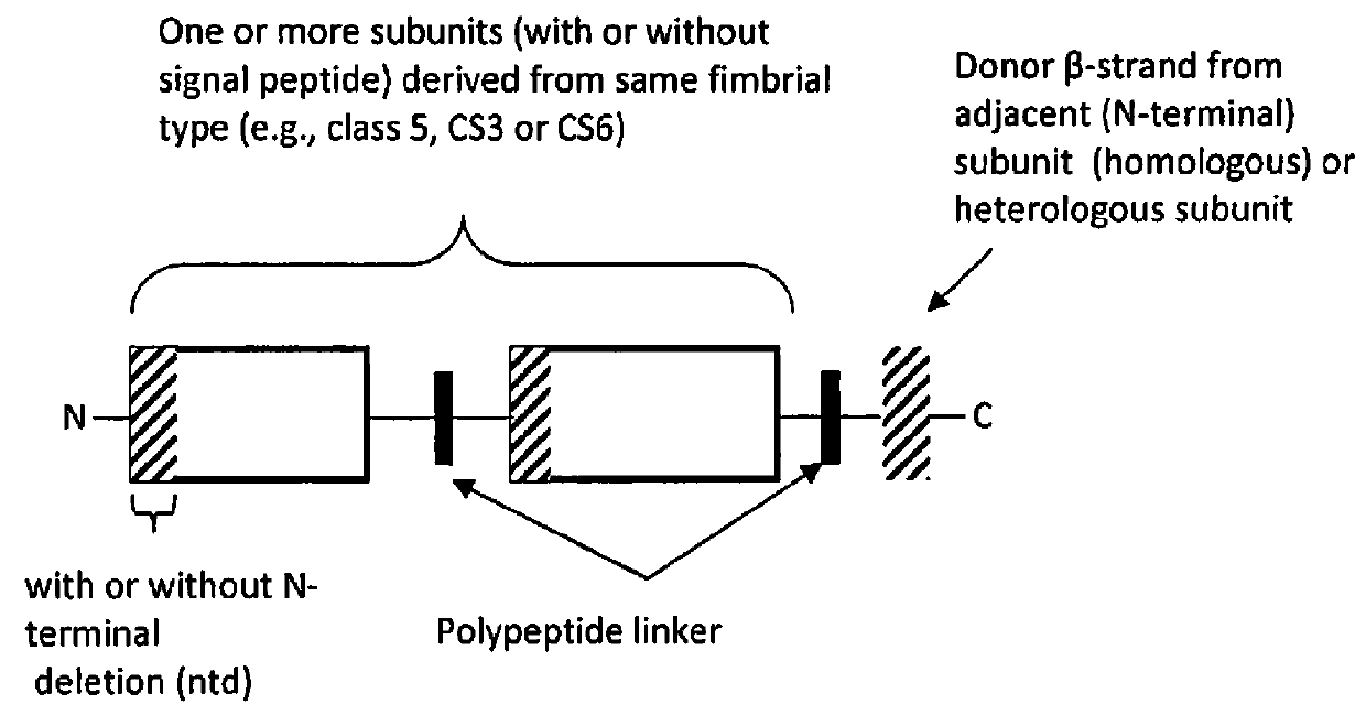 Recombinant polypeptide construct comprising multiple enterotoxigenic Escherichia coli fimbrial subunits