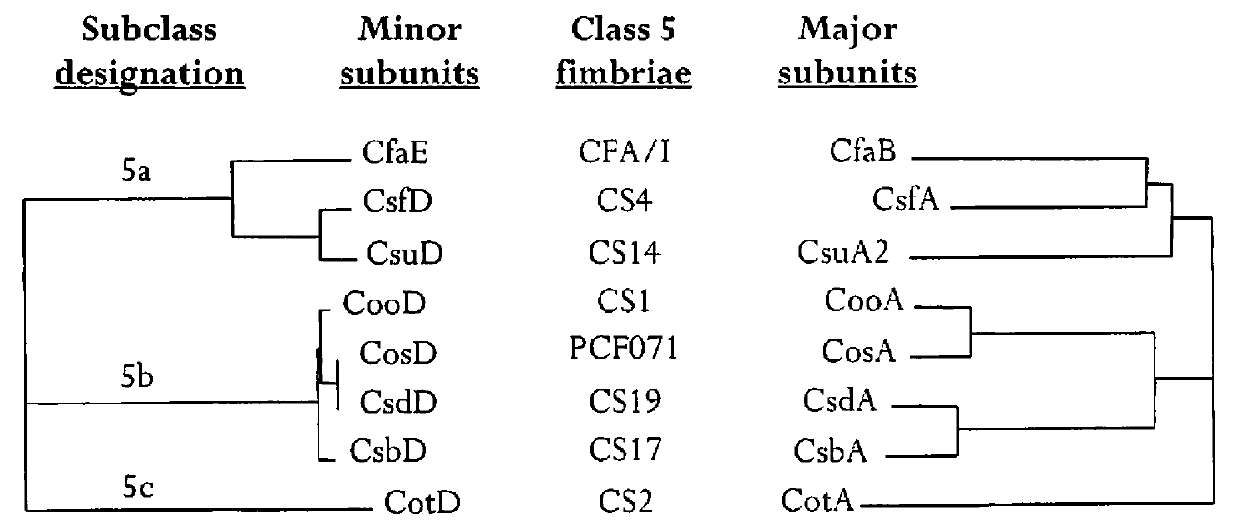 Recombinant polypeptide construct comprising multiple enterotoxigenic Escherichia coli fimbrial subunits