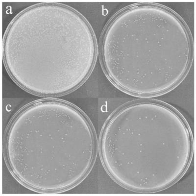 Organic modified silver-loaded montmorillonite/polyaniline nano-composite antibacterial agent