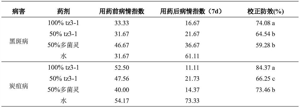 Application of streptomyces diastatochromogenes metabolite in prevention and treatment of black spot and anthracnose of Zhejiang ophiopogon japonicus