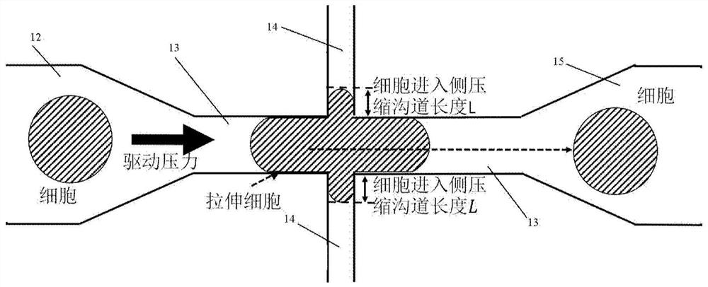 Device and method for measuring single-cell cytoplasmic viscosity