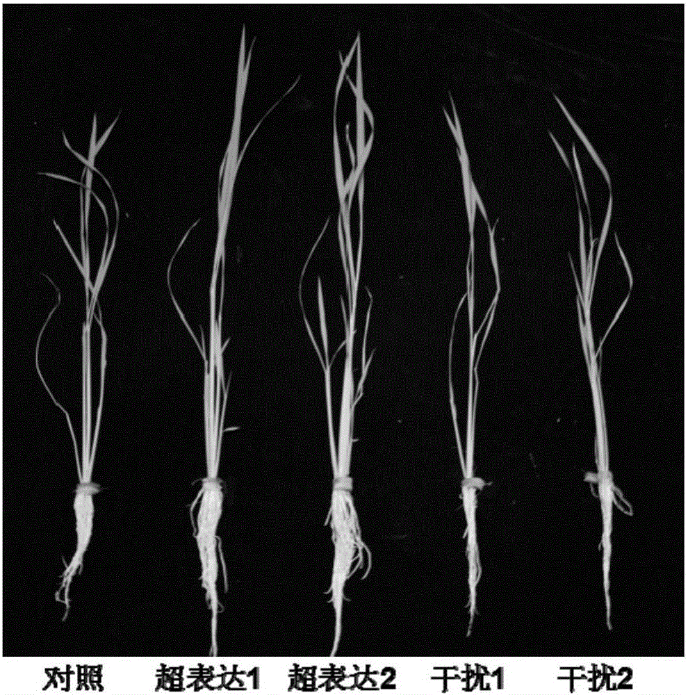 Application of amino acid transport gene OsANT1 in paddy rice breeding