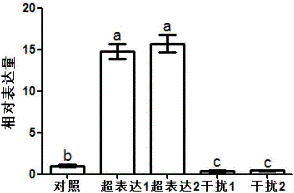 Application of amino acid transport gene OsANT1 in paddy rice breeding