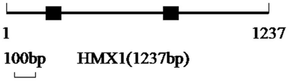 Heme oxygenase gene and effect of heme oxygenase gene in regulation and control of ganoderma lucidum polysaccharide biosynthesis