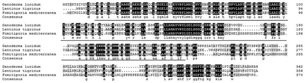 Heme oxygenase gene and effect of heme oxygenase gene in regulation and control of ganoderma lucidum polysaccharide biosynthesis