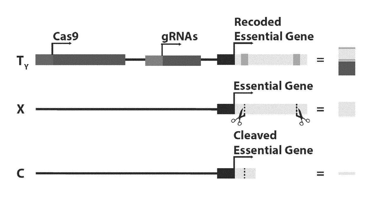 DNA sequence modification-based gene drive