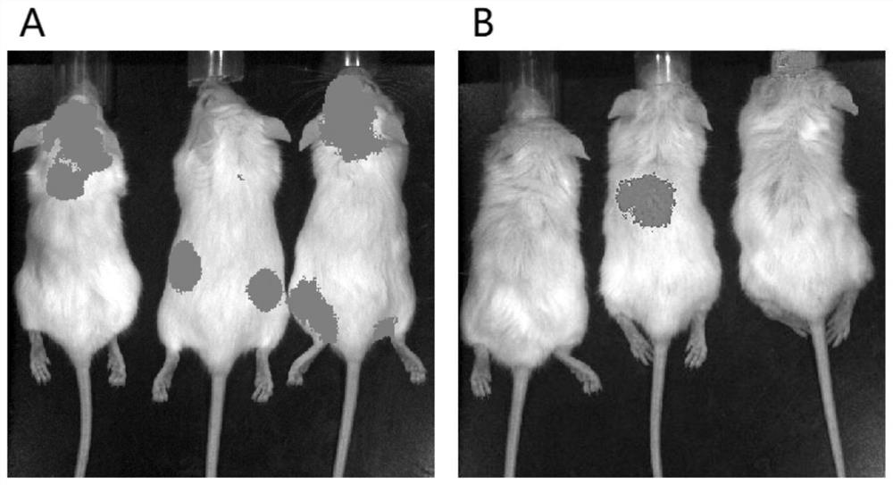Method for establishing mouse model with multiple myeloma combined with chronic graft-versus-host disease