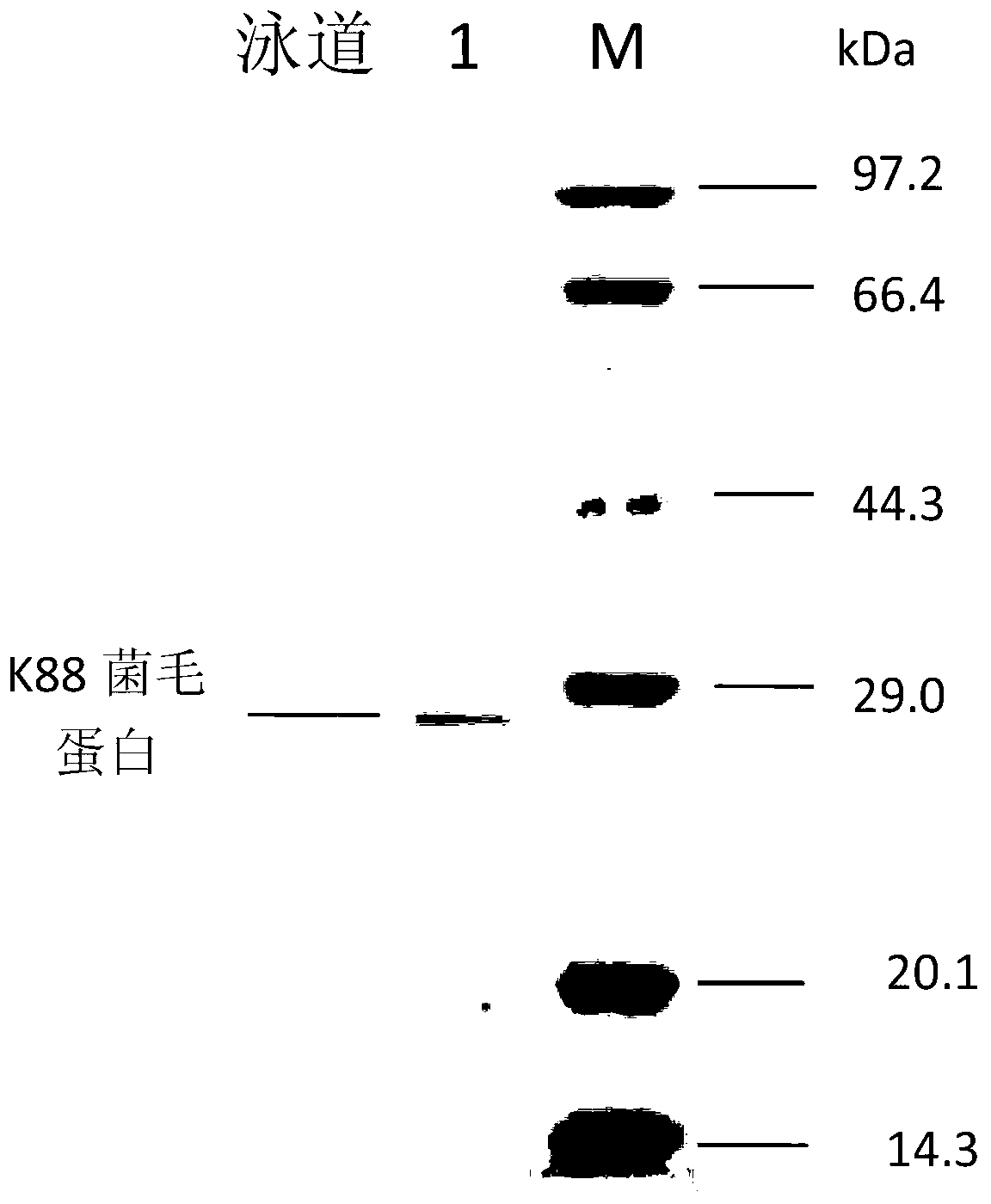 Recombined enterotoxin (namely, fimbriae composite polyvalent vaccine) for resisting diarrhea of piglets and preparation method for recombined enterotoxin (namely, fimbriae composite polyvalent vaccine)