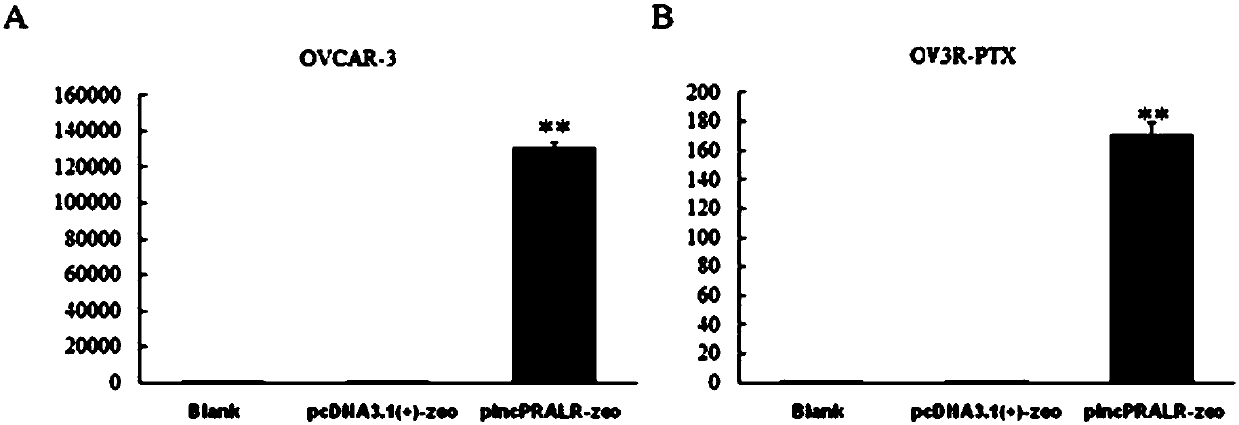 Long-chain non-coding RNA PRALR, and expression plasmid and use thereof