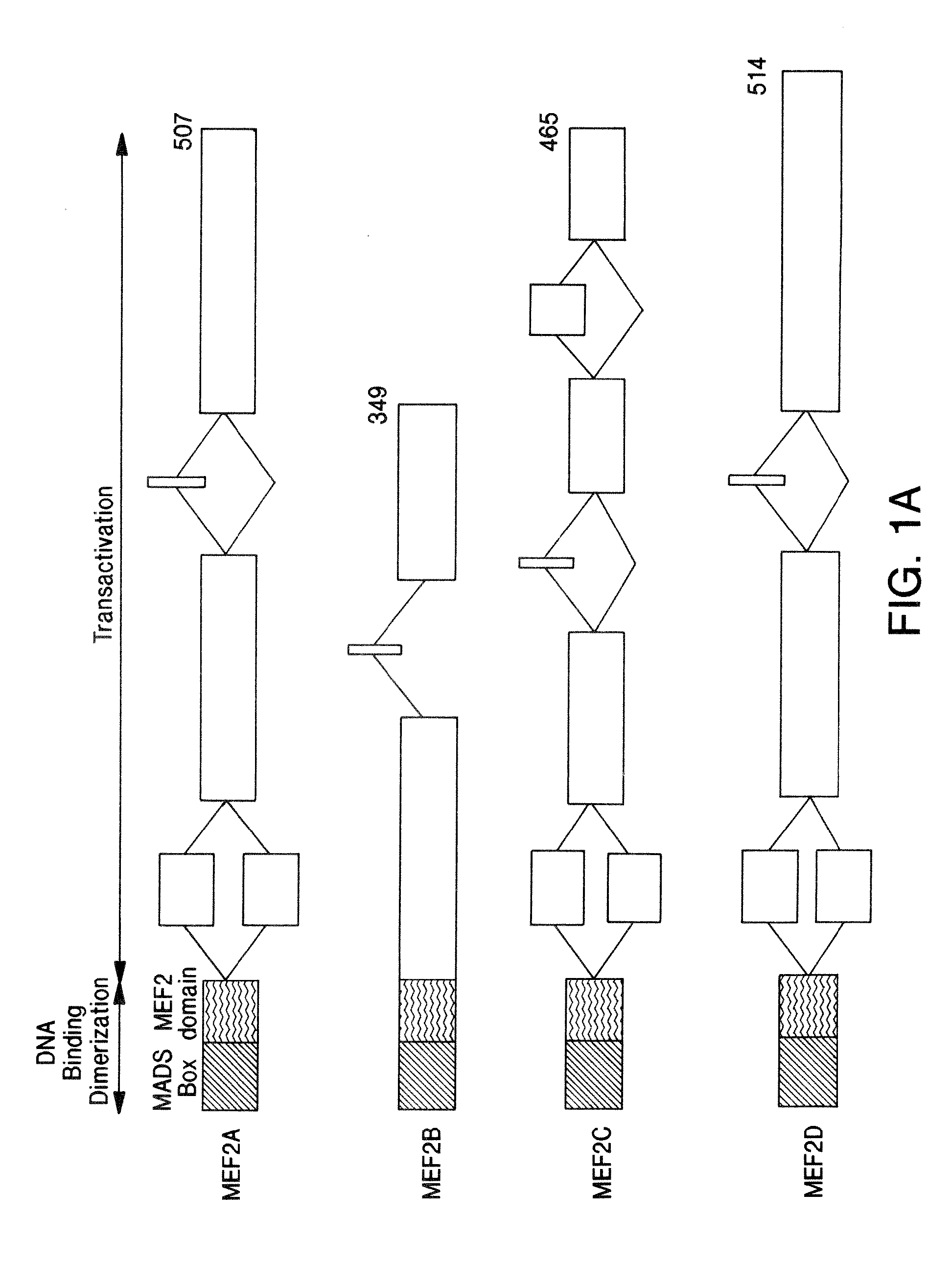 Methods of differentiating and protecting cells by modulating the p38/mef2 pathway