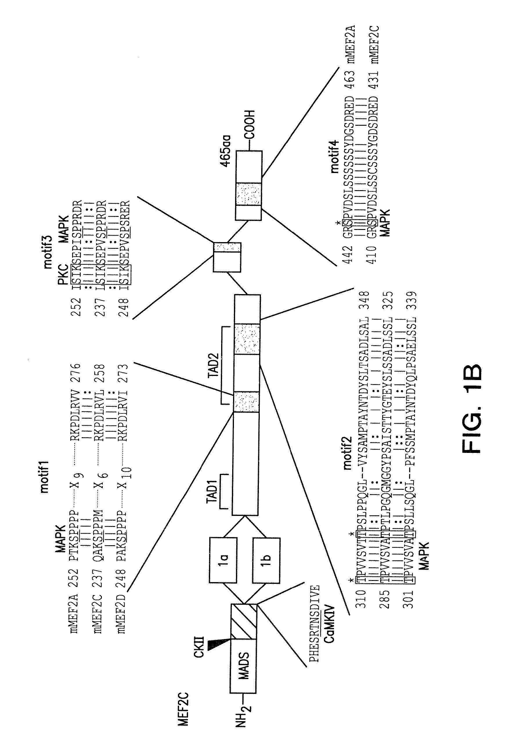 Methods of differentiating and protecting cells by modulating the p38/mef2 pathway