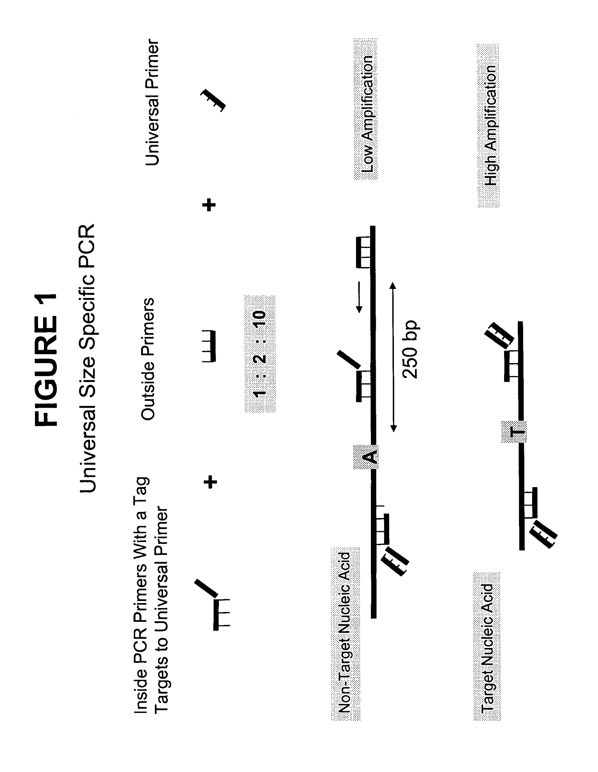 Methods and compositions for universal size-specific PCR