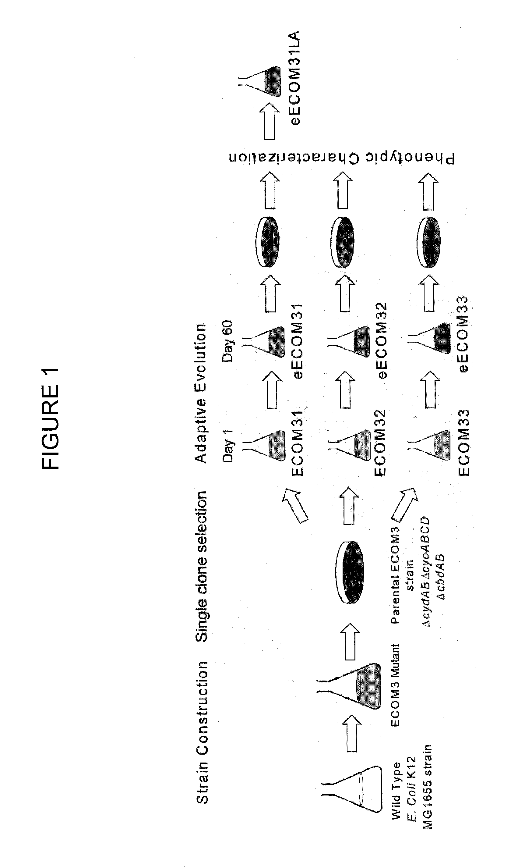 Escherichia coli metabolic engineering oxygen independent platform strains and methods of use thereof