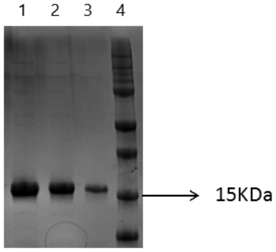 A kind of anti-his tag heavy chain antibody and application thereof