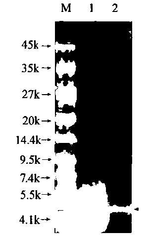 Method for industrially purifying sheep placenta polypeptides