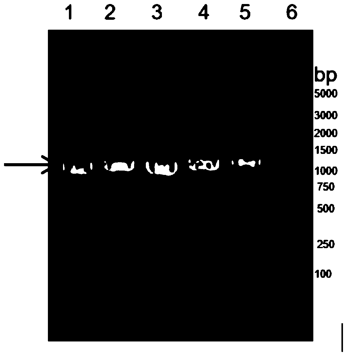 Neisseria meningitidis vaccine and preparation method and application thereof