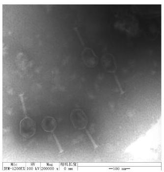 A strain of Proteus mirabilis phage rdp-sa-16033 and its industrial production process