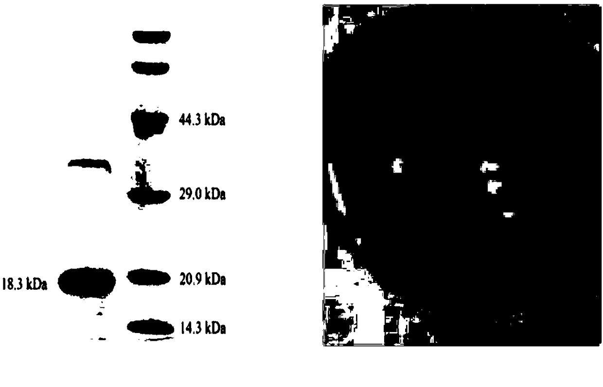 novel-biological-glue-for-promoting-wound-healing-and-application