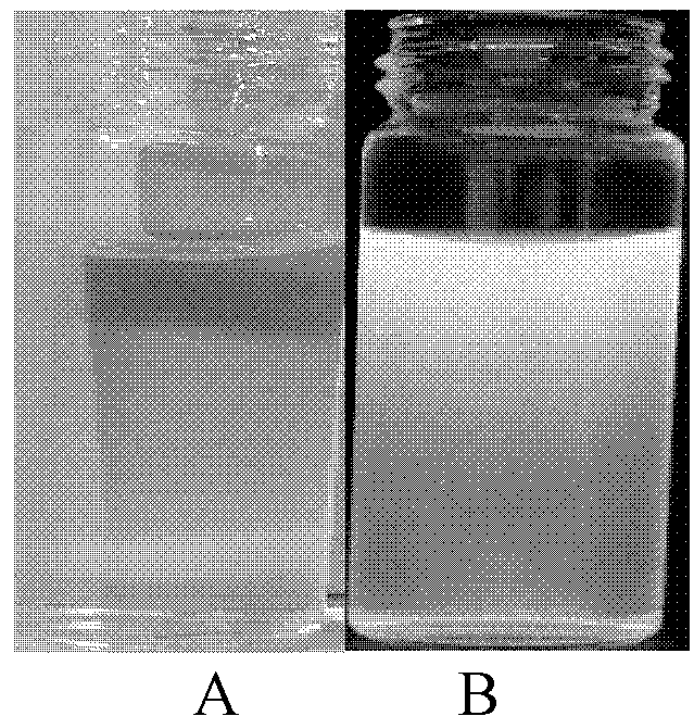 Preparation method and application of double-mode molecular probe based on gadolinium doped carbon point