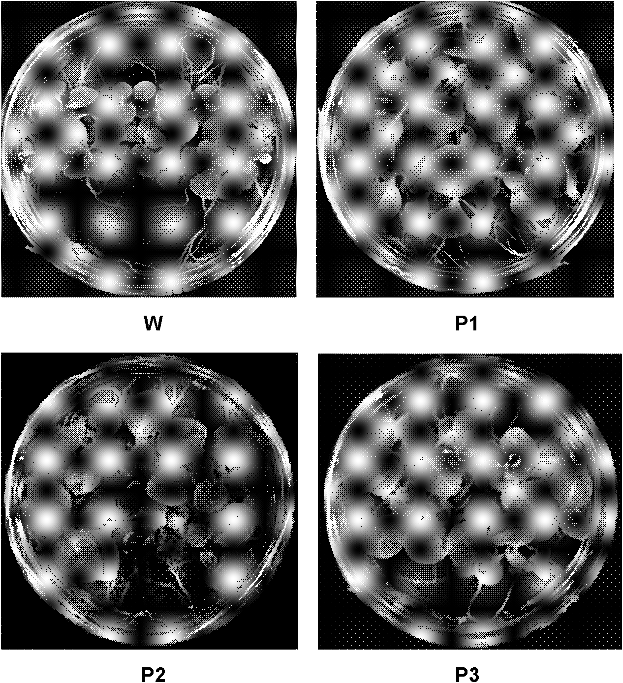 Method for culturing anti-stress transgenic plants by using gene CYP710A11